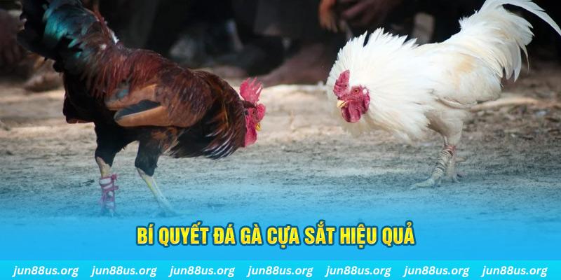 j88dl đá gà cựa dao