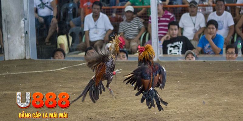 j88dl đăng nhập mậu binh online