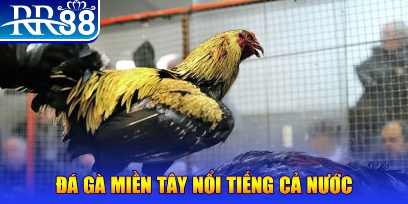 j88dl gà chọi c1.com trực tiếp 888